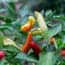 plant de piment hungarian hot wax