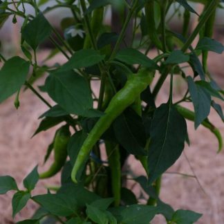 Plant de piment Guindilla